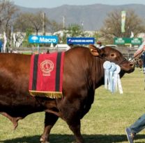 ¡Con entrada libre y gratuita! / Arrancó la muestra de la Rural Salteña