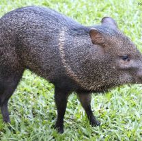 Rescataron un pecarí en Embarcación: el animal está en peligro de extinción