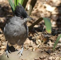 Hoy es el Día Mundial de las Aves: Salta buscará romper su propio récord internacional en registro de aves