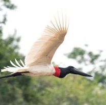 Registro de especies de aves a nivel mundial: “Salta se coronó por quinta vez campeona del Big Day”