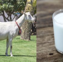 ¿Lo sabías? / Salió al mercado la primera leche de cabra en envases larga vida
