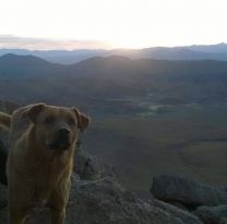 ¡Un gran héroe! / Murió el cabo “Perro Montañés” perteneciente a la 5º Brigada destacamento Vigilancia San Antonio de los Cobres