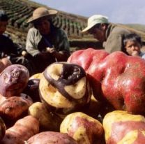 ¡Imperdible! / Este domingo, la Papa Andina tiene su fiesta en El Alfarcito