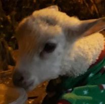 Oveja peregrina llegará junto a Hipólito Yrigoyen al Milagro