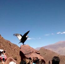 Es mañana / “Suyana”, la cóndor andina será liberada en Cafayate