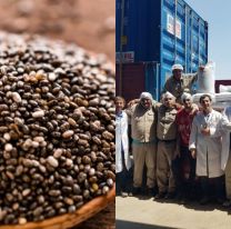 Bien ahí / Partió de Salta el primer cargamento de chía rumbo a la India