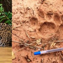 Por primera vez registraron la presencia del yaguareté que habita en el chaco salteño