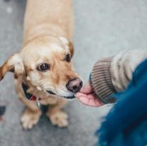 Instan a “adoptar un amigo en el centro Matías Mancilla
