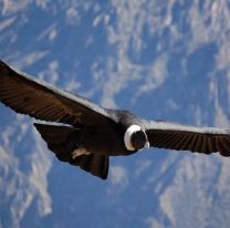 Bien ahí / Hasta el 8 de noviembre se desarrolla la Semana de las Aves