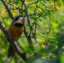 Salta busca potenciar el producto turístico Observación de Aves
