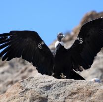 Liberarán un Cóndor andino en Piedra del Molino