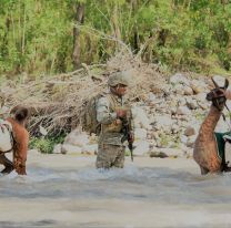 El Ejército Argentino sumó llamas para los operativos en montañas