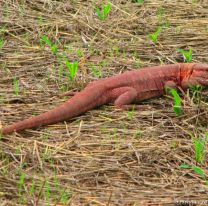 Autorizan a comer caraguay y a vender su piel en el Chaco-Salteño