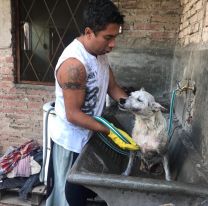 Rescató a más de 10 perros discapacitados y se los llevó a su casa para cuidarlos