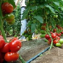 Este sábado se vivirá la 5º fiesta del tomate en Palermo