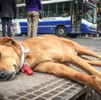 Proteccionistas piden alimentos para ayudar a los perros del norte salteño