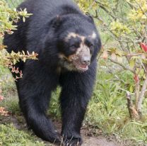 Buscan a el oso andino, una enigmática especie que inspiró la leyenda del Ucumar