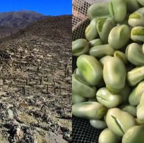 Vamos a Tastil | Ya se vive la Fiesta Provincial del Haba