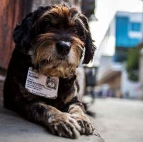 Proteccionistas llaman a solidarizarse con los perros callejeros durante la cuarentena