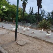 Ante las calles desiertas, los patos del parque San Martín salieron a pasear por la ciudad