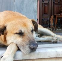 Veterinarios y voluntarios cuidan de los perros callejeros