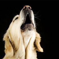 En Orán se escuchan desgarradores aullidos de perros en la noche