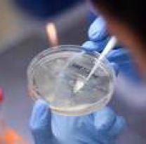 Un popular fármaco antiparasitario eliminaría al covid-19 en 48 horas