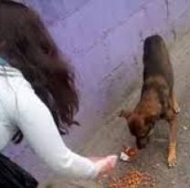 En plena cuarentena, salteña se sacrifica por alimentar a los perritos callejeros
