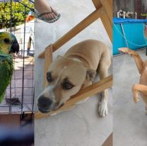 Día del Animal, en cuarentena: homenajealo mandando una foto o un video