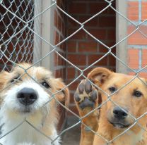 Setenta mascotas se encuentran en el Centro de Adopciones Matías Nicolás Mancilla 