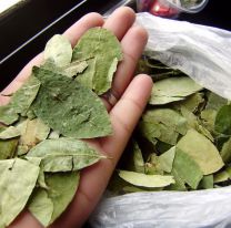 Gestionan la vuelta de la coca al norte: ¿llegará más barata a Salta?