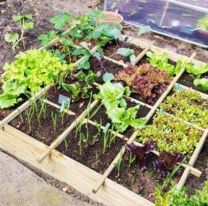 Podes tener tu propia huerta en casa: conocé los detalles