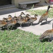 Aves silvestres fueron rescatadas y llevadas a su ambiente natural