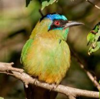 En el Día Mundial de las Aves Salta quedó en primer lugar