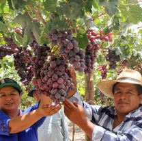 Se cosecharon más de 37 millones de kilos de uva en Cafayate