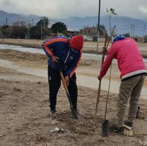 Se plantaron 440 árboles en distintos puntos de la ciudad