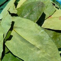 Una empresa estatal comercializaría la coca en Salta