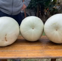 VIDEO | Salteño cosechó cayotes con más de 10 kg