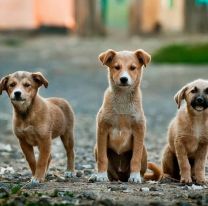 21 de julio: Día Mundial del Perro, ¿por qué se celebra hoy?
