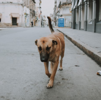 Hoy 27 de julio se celebra el Día Mundial del Perro Callejero