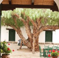 El Molle de Molinos entre los cinco árboles emblemas “turísticos” de la Argentina