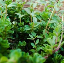 En Salta, comunidades originarias empezaron a experimentar una cura contra el coronavirus