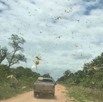 Preocupación por las langostas entre Anta, Metán y Rosario de la Frontera