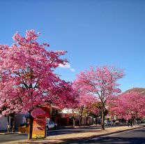 Septiembre en flor en Salta: conocé la leyenda del lapacho