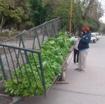 Familia salteña regala lechuga y perejil de su cosecha para los más necesitados