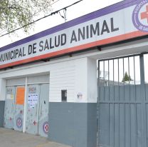 Desde hoy vuelve el servicio de castraciones gratuitas en la ciudad