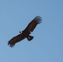 5 de octubre: Día nacional de las aves
