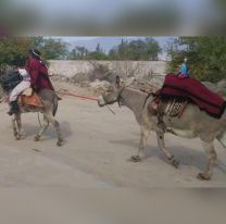 Un gaucho salteño recorrió los barrios de Cafayate en burro, con la imagen de Nuestra Señora del Rosario