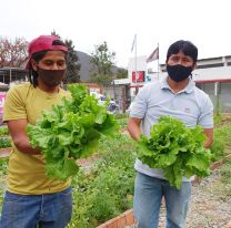 Una nueva cosecha de vegetales en la huerta comunitaria