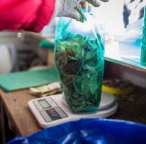 La hoja de coca a punto de ser regulada en Salta